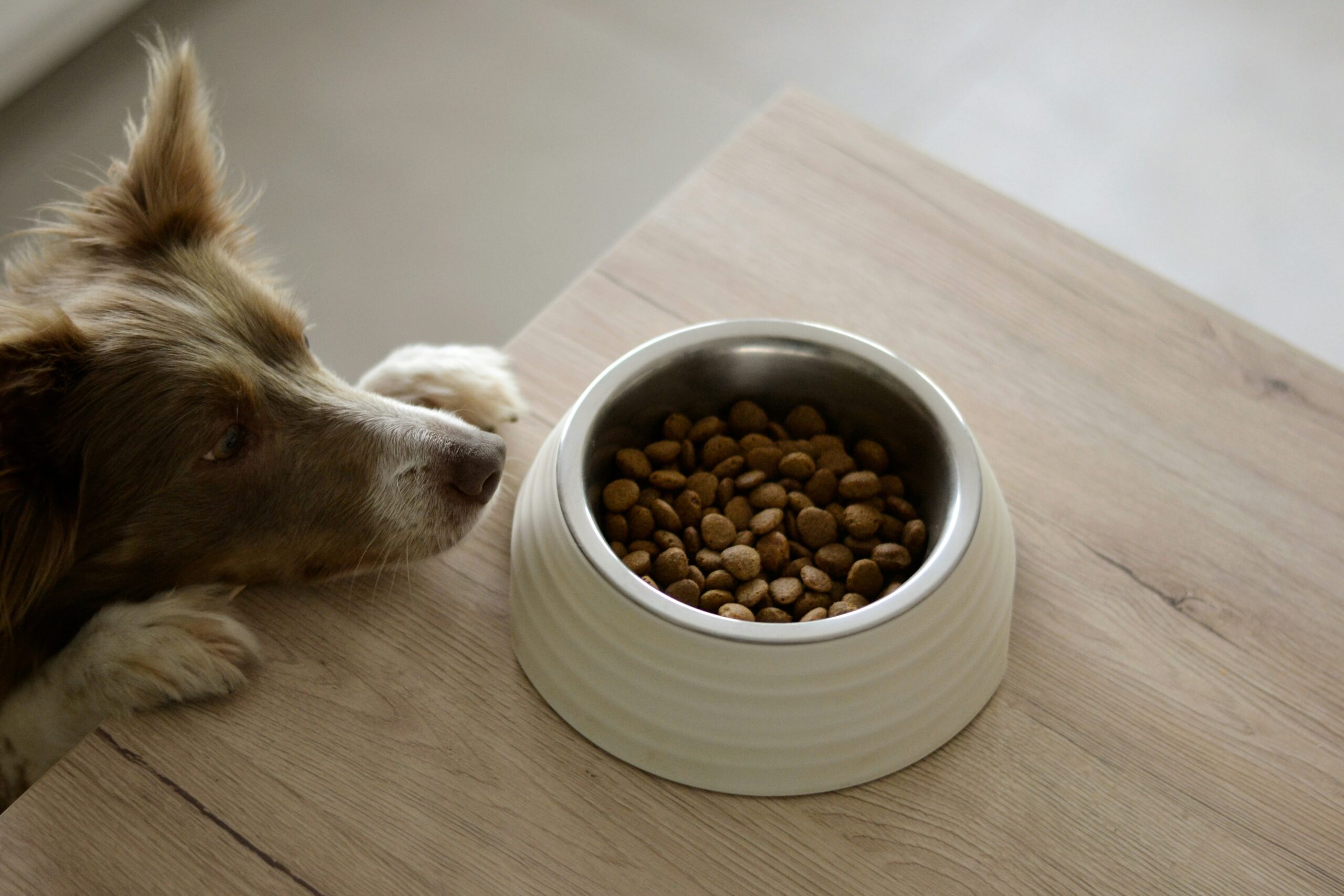 Best Dog Bowls Made in the USA: Combining Quality with Pet Safety