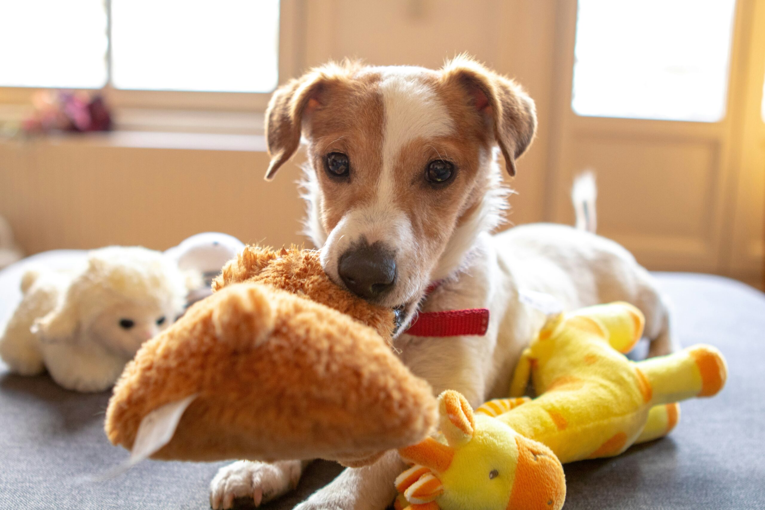 Best Dog Toys Made in the USA: A Guide for Pet Owners