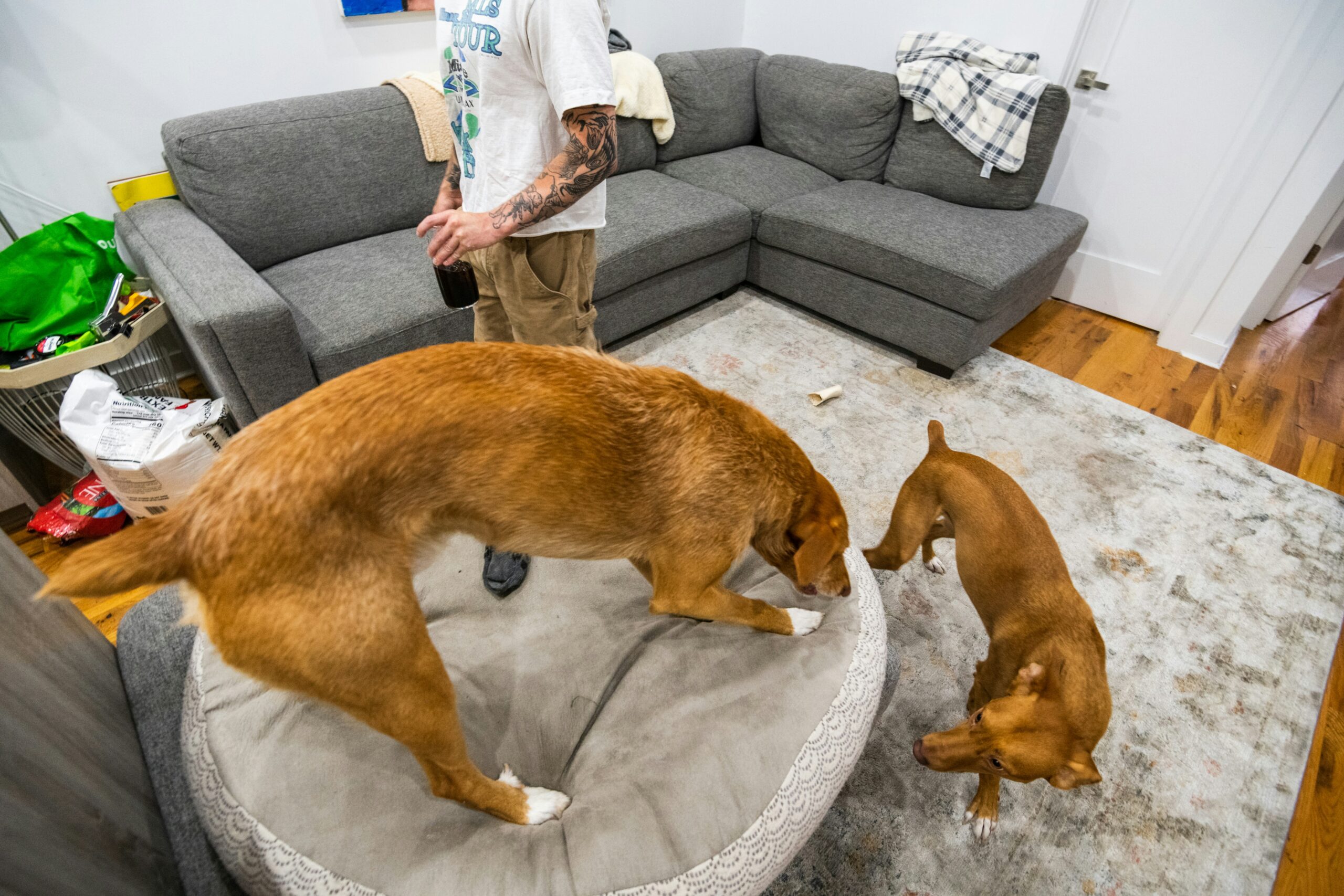 Best Dog Beds Made in the USA: Comfort, Quality, and Craftsmanship